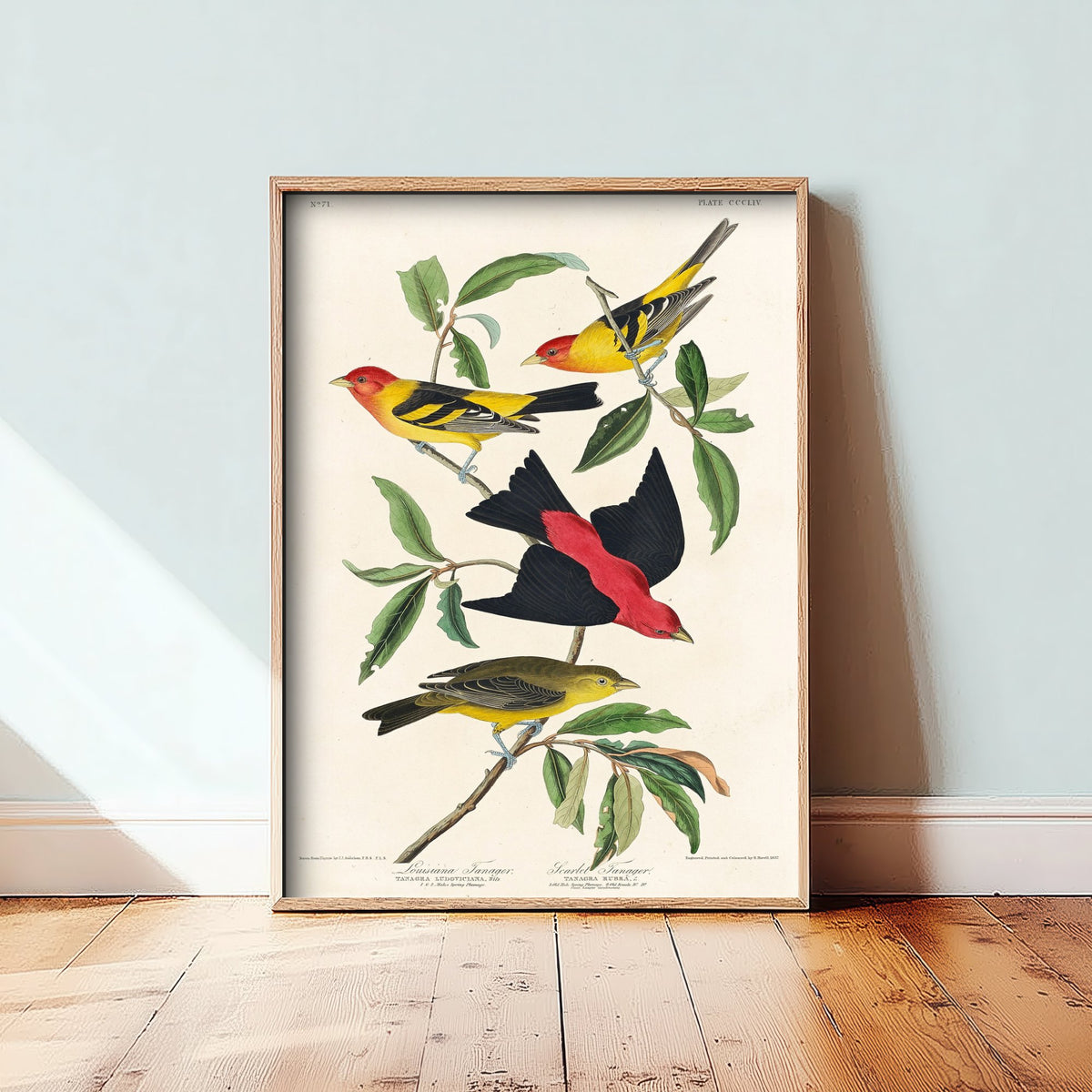 Western Tanager Art Print - John James Audubon Birds of America - Vintage Ornithology Poster Illustration