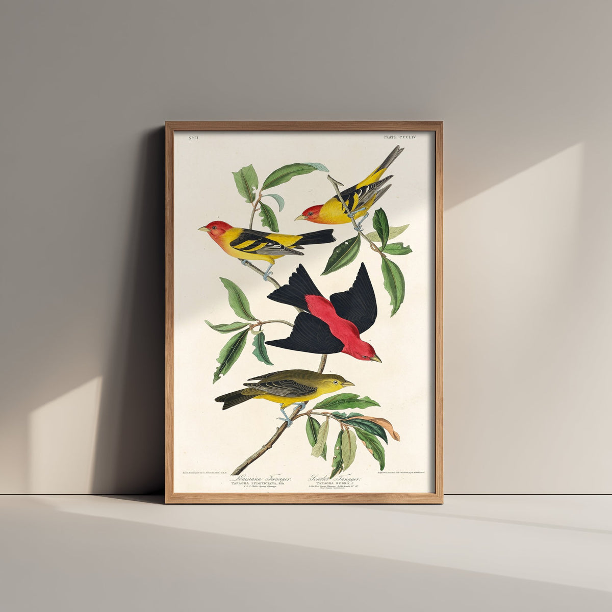 Western Tanager Art Print - John James Audubon Birds of America - Vintage Ornithology Poster Illustration