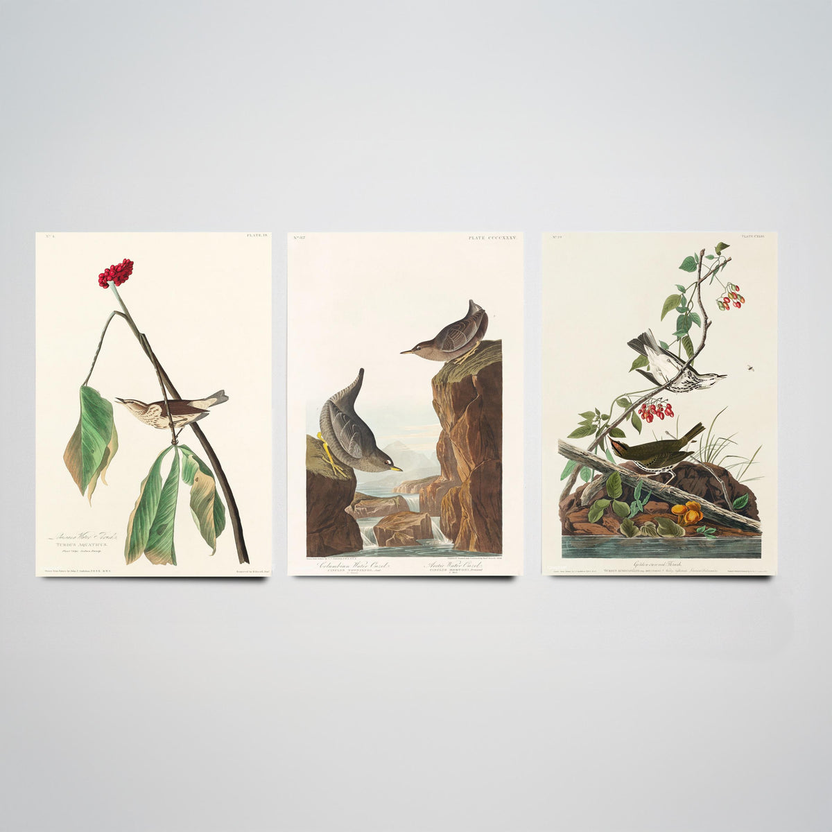 Set of Three John James Audubon Prints - Louisiana Water Thrush Ouzel and Golden-crowned Thrush - 3 Bird Paintings Poster Wall Art
