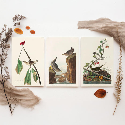 Set of Three John James Audubon Prints - Louisiana Water Thrush Ouzel and Golden-crowned Thrush - 3 Bird Paintings Poster Wall Art