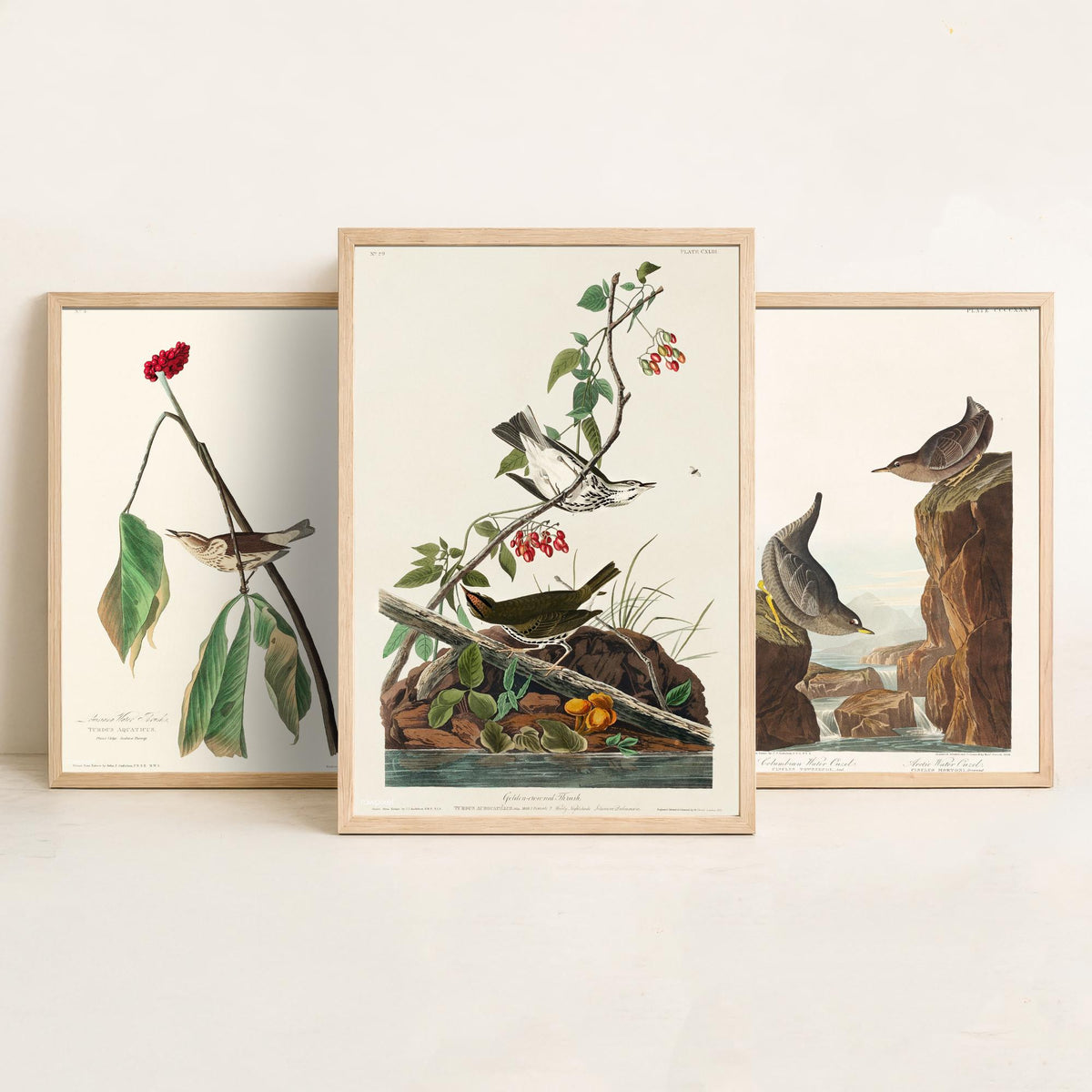 Set of Three John James Audubon Prints - Louisiana Water Thrush Ouzel and Golden-crowned Thrush - 3 Bird Paintings Poster Wall Art