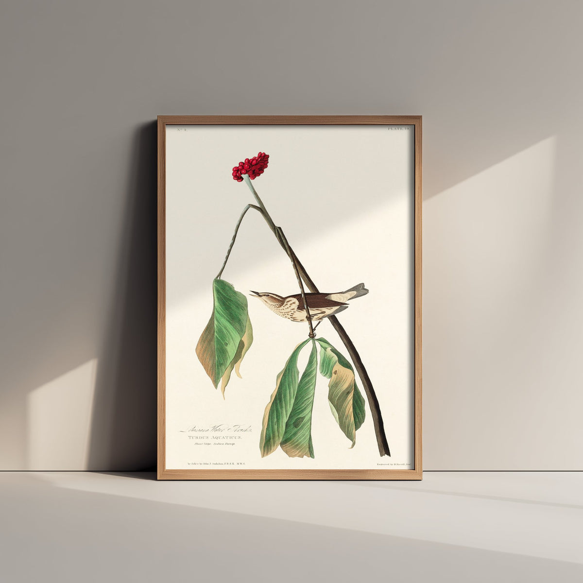 Louisiana Waterthrush Art Print - John James Audubon Birds of America - Vintage Ornithology Illustration Poster