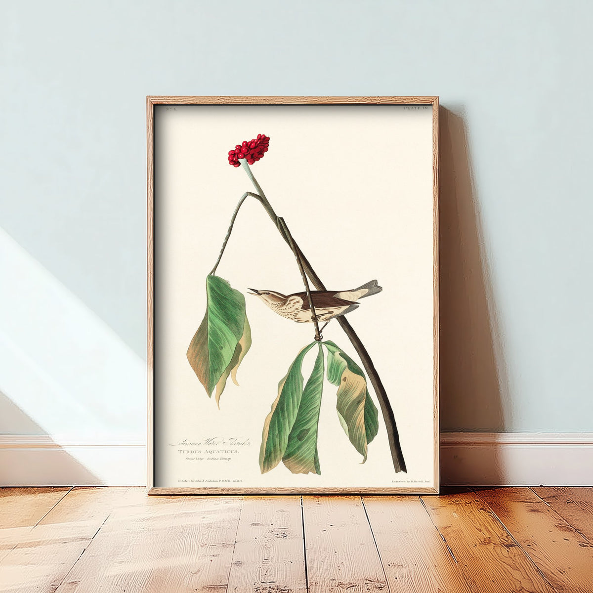 Louisiana Waterthrush Art Print - John James Audubon Birds of America - Vintage Ornithology Illustration Poster