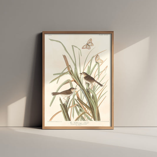 Seaside Sparrow Art Print - John James Audubon Birds of America - MacGillivrays Finch Illustration Poster