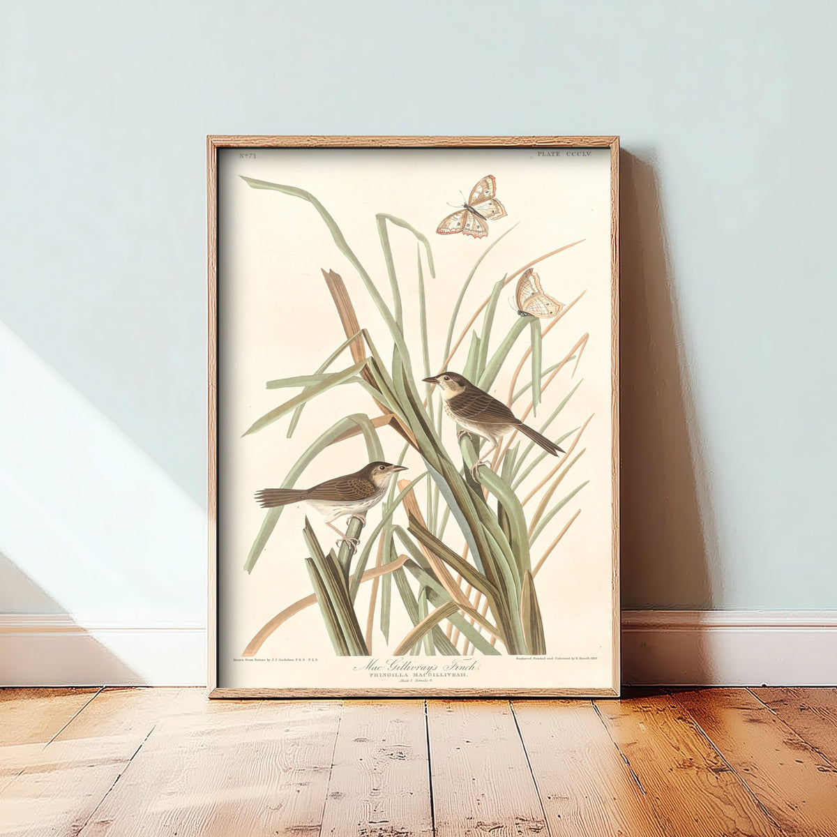 Seaside Sparrow Art Print - John James Audubon Birds of America - MacGillivrays Finch Illustration Poster