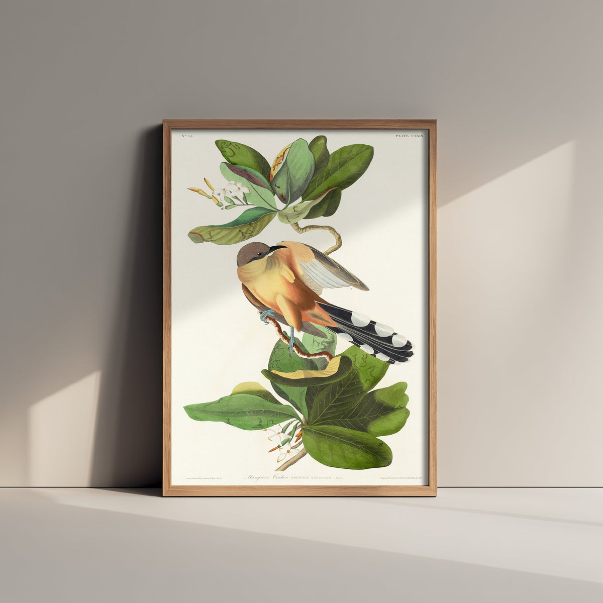 Mangrove Cuckoo Art Print - John James Audubon Birds of America - Vintage Ornithology Illustration Poster