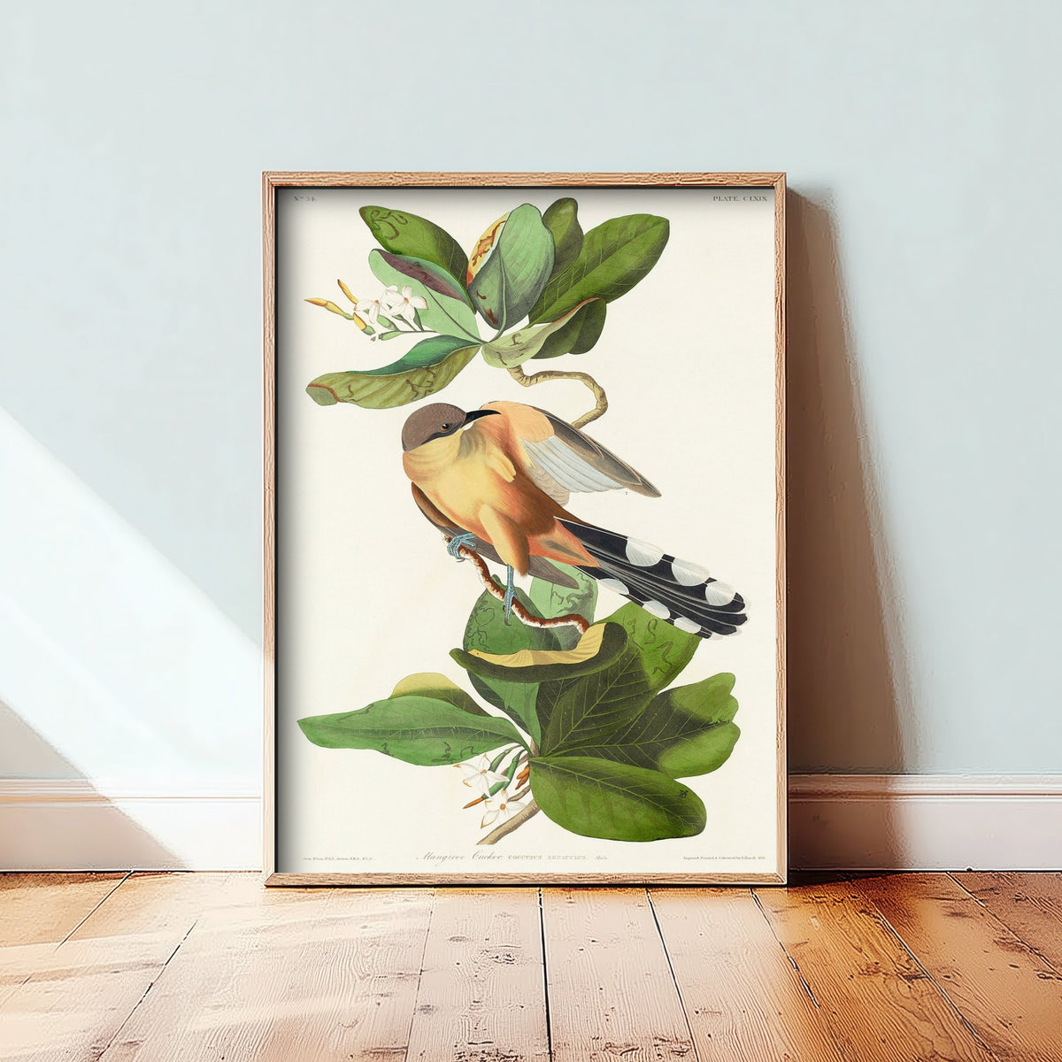 Mangrove Cuckoo Art Print - John James Audubon Birds of America - Vintage Ornithology Illustration Poster