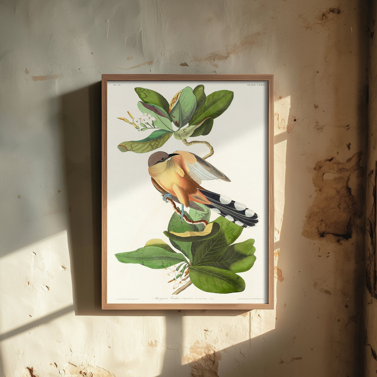 Mangrove Cuckoo Art Print - John James Audubon Birds of America - Vintage Ornithology Illustration Poster