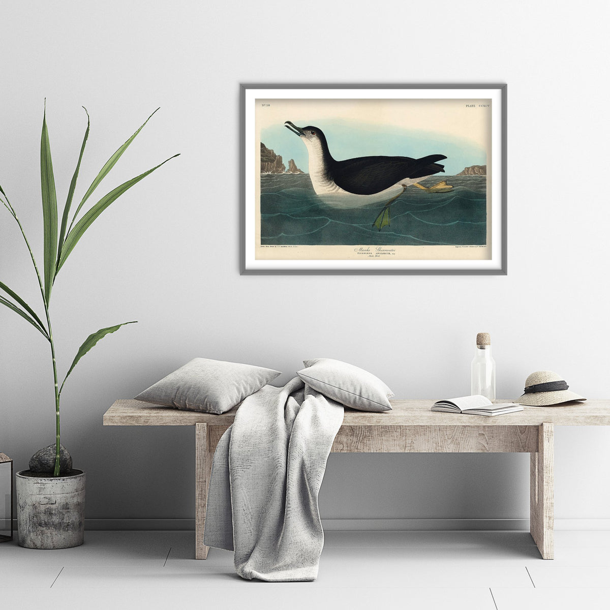Manx Shearwater Art Print - John James Audubon Birds of America - Vintage Seabird Illustration Poster