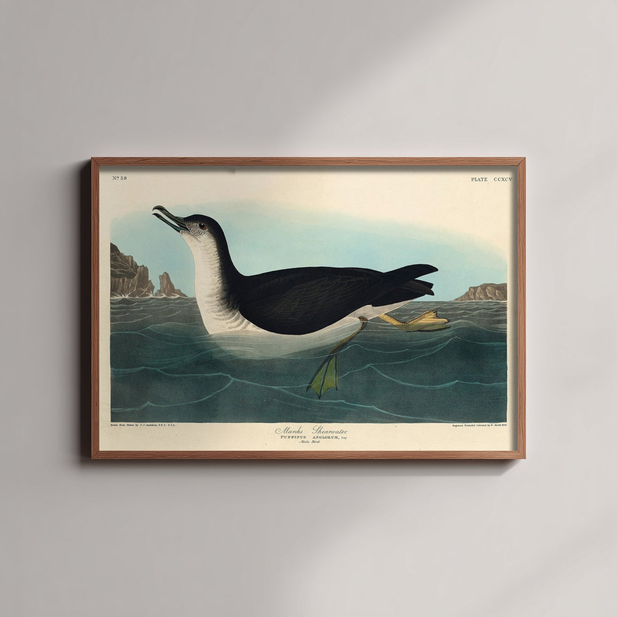 Manx Shearwater Art Print - John James Audubon Birds of America - Vintage Seabird Illustration Poster
