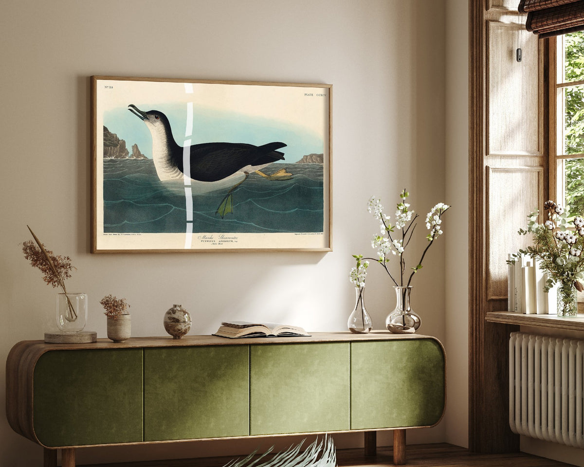 Manx Shearwater Art Print - John James Audubon Birds of America - Vintage Seabird Illustration Poster