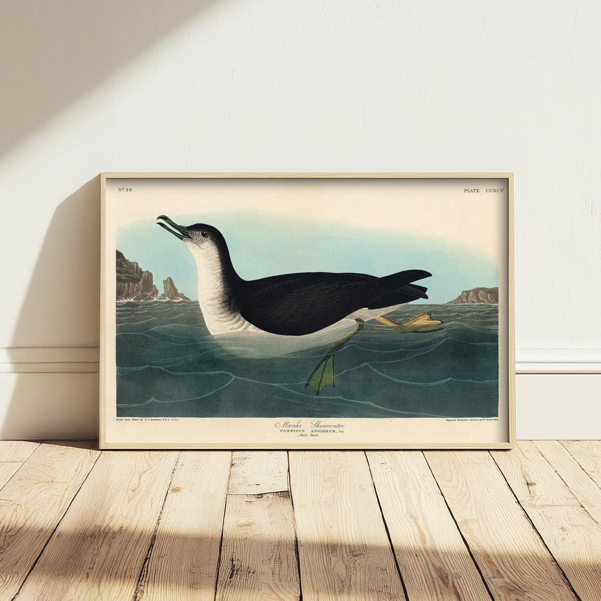 Manx Shearwater Art Print - John James Audubon Birds of America - Vintage Seabird Illustration Poster