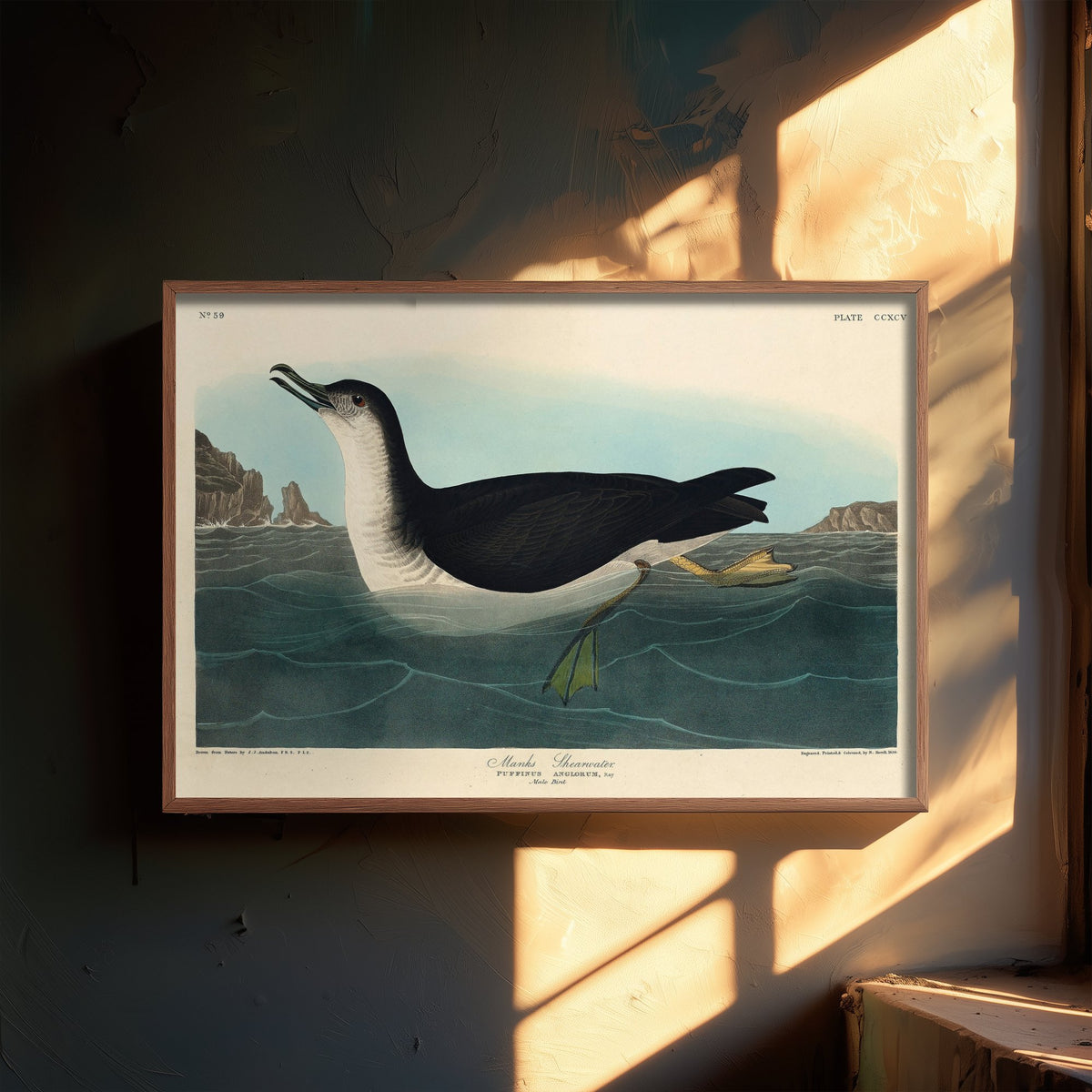 Manx Shearwater Art Print - John James Audubon Birds of America - Vintage Seabird Illustration Poster