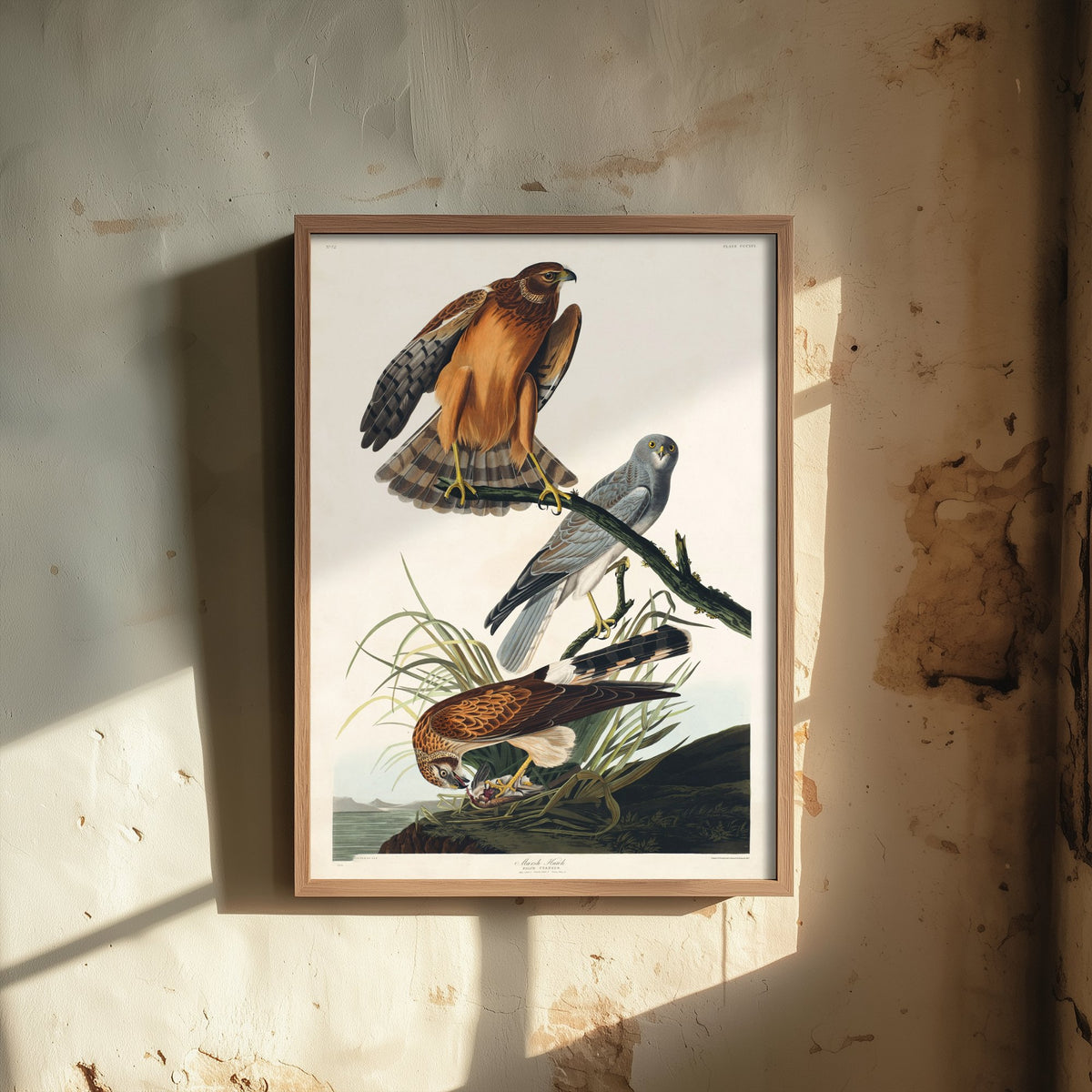 Northern Harrier Art Print - John James Audubon Birds of America - Marsh Hawk Illustration Poster