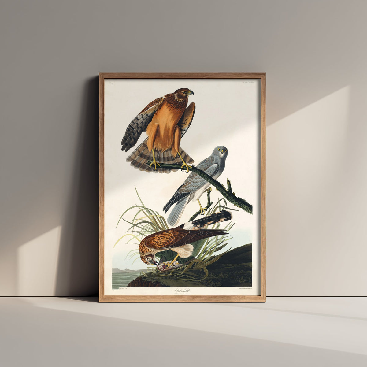 Northern Harrier Art Print - John James Audubon Birds of America - Marsh Hawk Illustration Poster