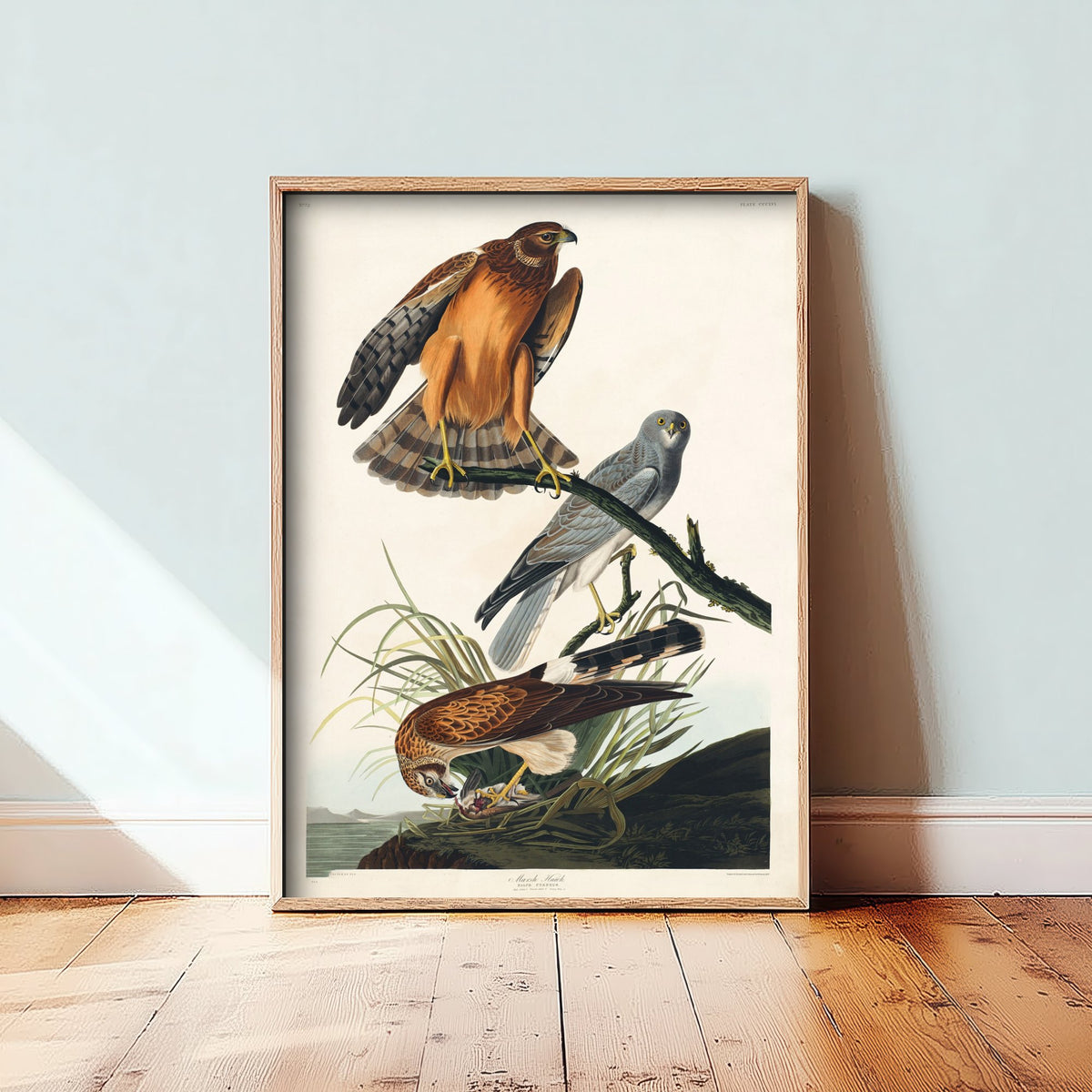 Northern Harrier Art Print - John James Audubon Birds of America - Marsh Hawk Illustration Poster