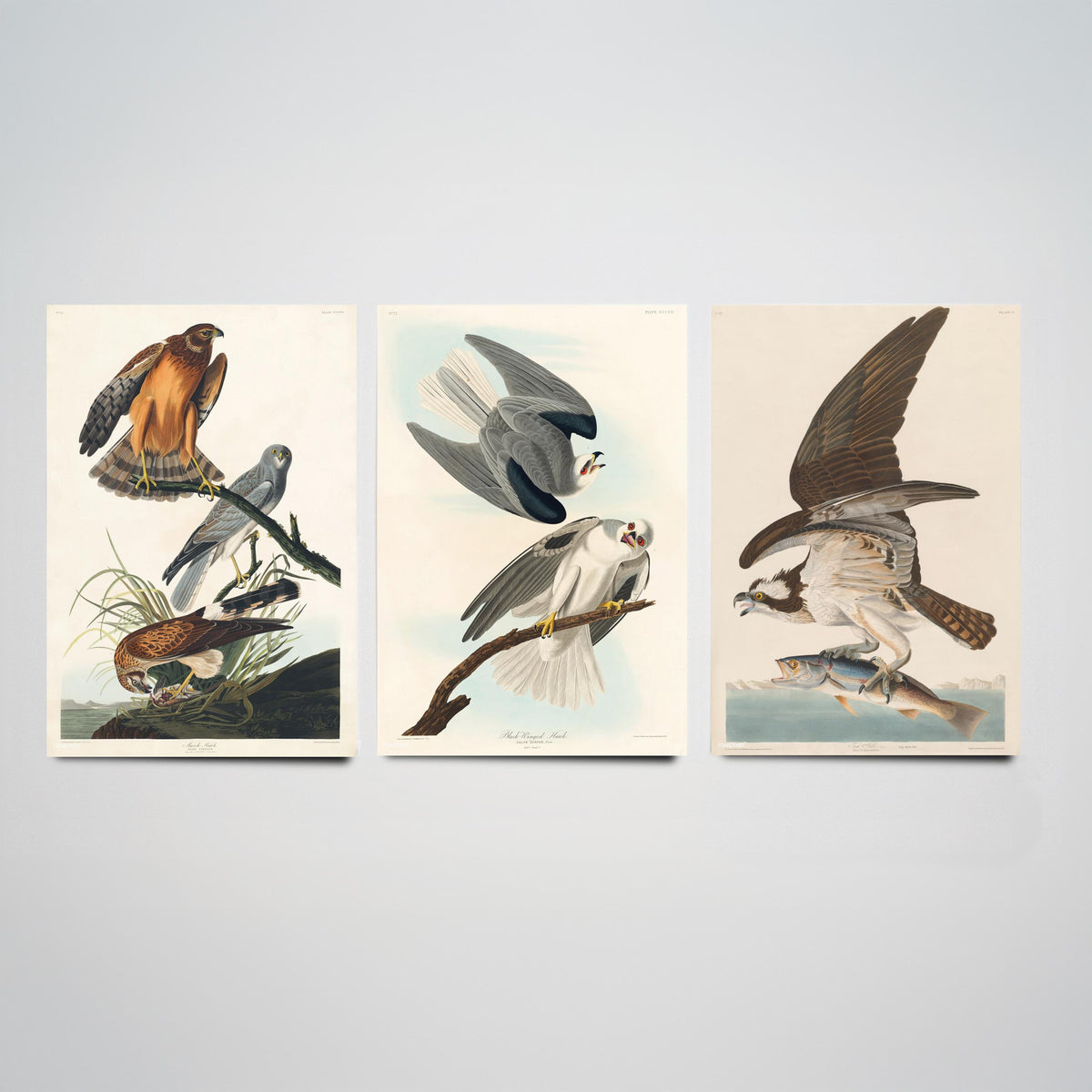 Set of Three John James Audubon Prints - Marsh Hawk Black-winged Hawk and Fish Hawk - 3 Bird Paintings Poster Wall Art Gift Vintage