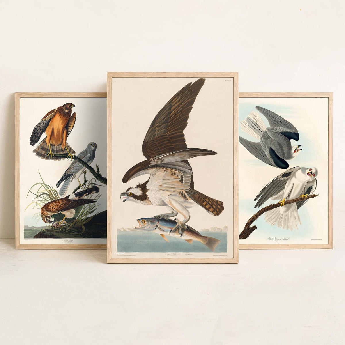 Set of Three John James Audubon Prints - Marsh Hawk Black-winged Hawk and Fish Hawk - 3 Bird Paintings Poster Wall Art Gift Vintage