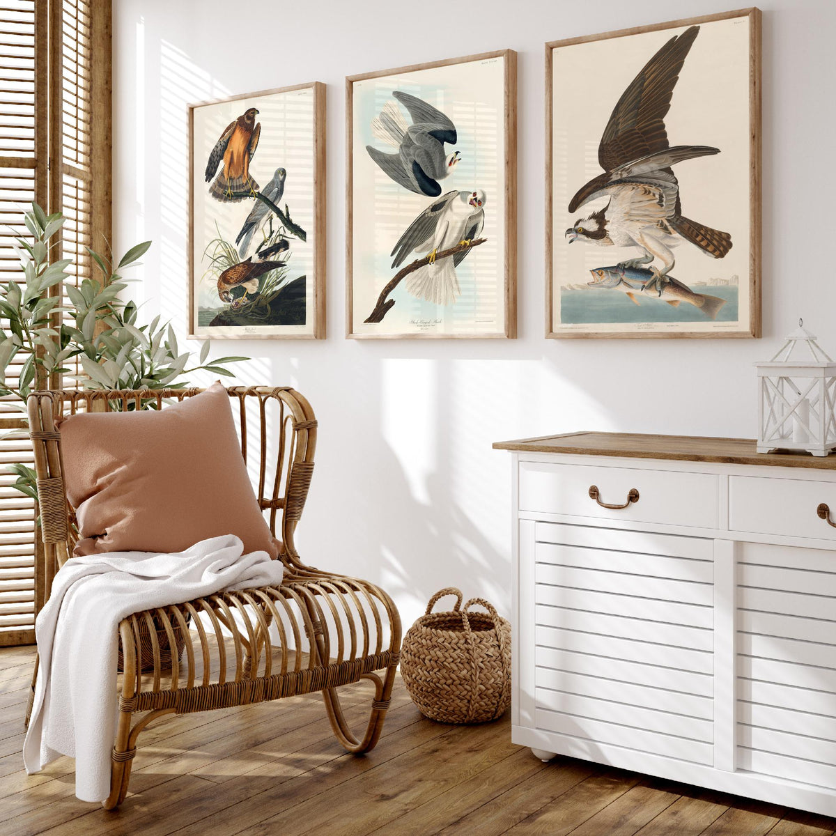 Set of Three John James Audubon Prints - Marsh Hawk Black-winged Hawk and Fish Hawk - 3 Bird Paintings Poster Wall Art Gift Vintage