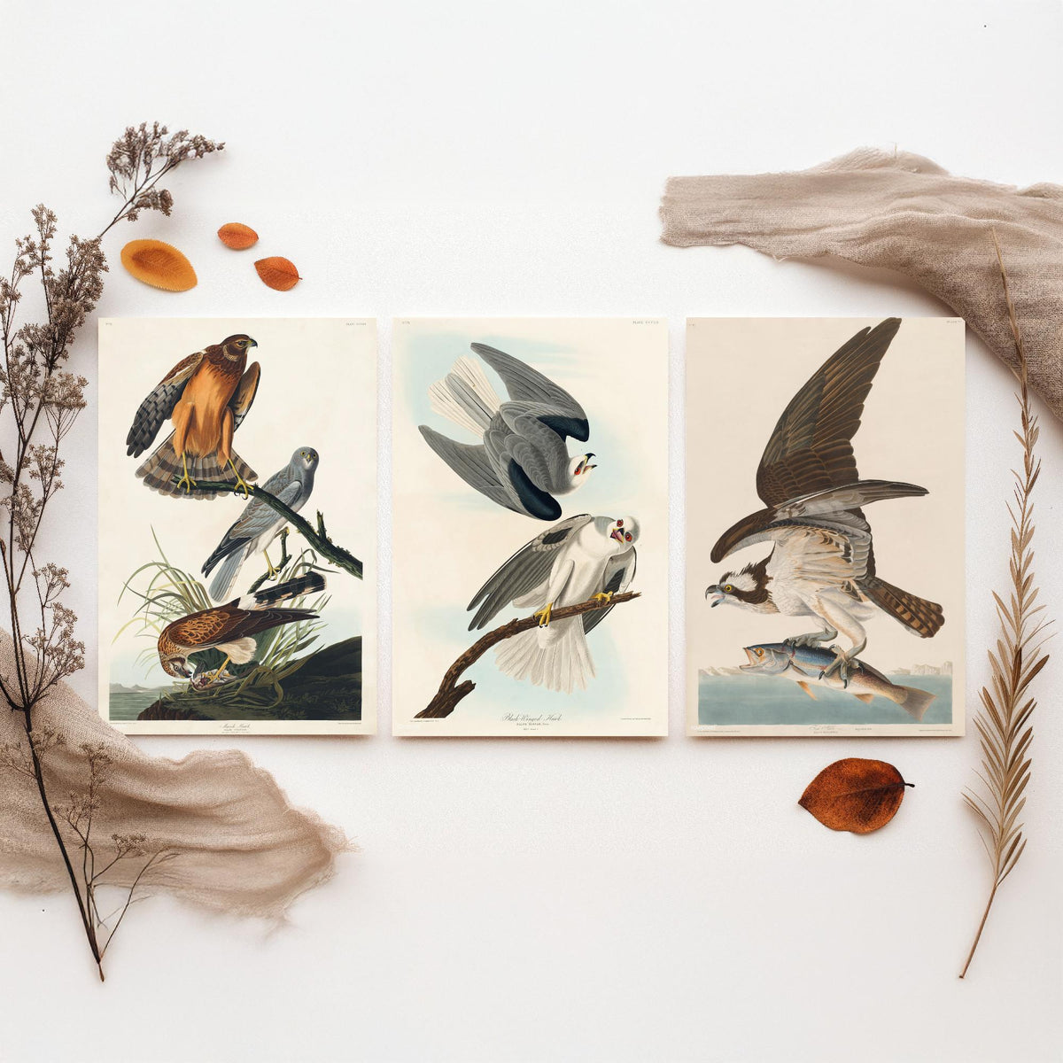 Set of Three John James Audubon Prints - Marsh Hawk Black-winged Hawk and Fish Hawk - 3 Bird Paintings Poster Wall Art Gift Vintage