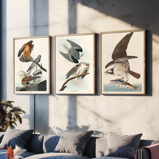Set of Three John James Audubon Prints - Marsh Hawk Black-winged Hawk and Fish Hawk - 3 Bird Paintings Poster Wall Art Gift Vintage