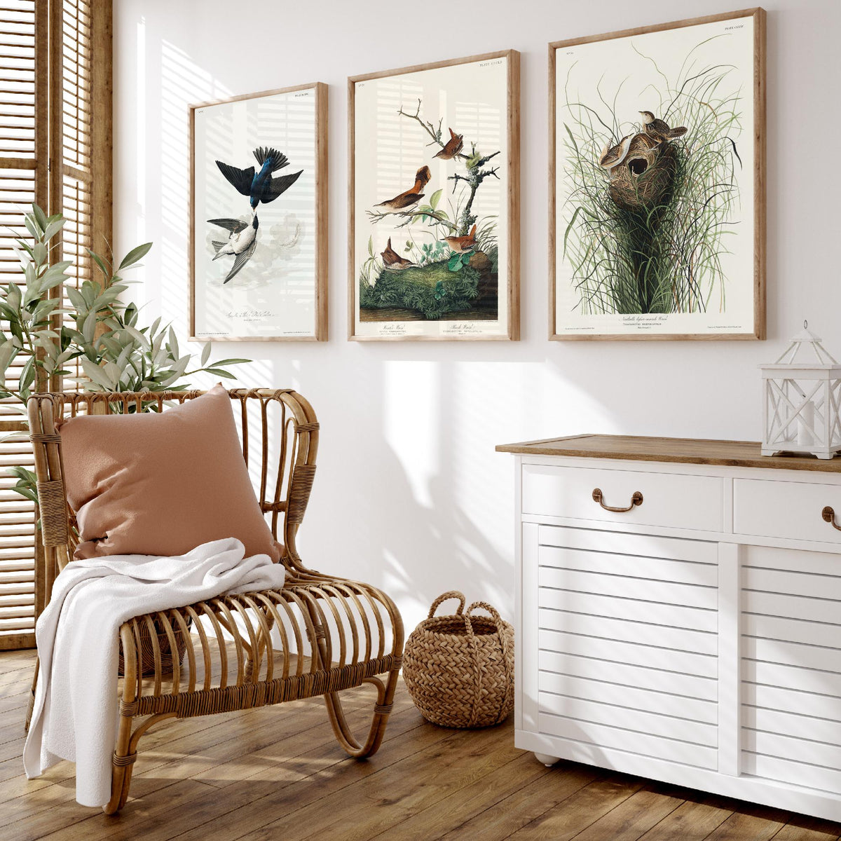 Set of Three John James Audubon Prints - White-bellied Swallow Winter Wren and Marsh Wren - 3 Bird Paintings Poster Wall Art Gift