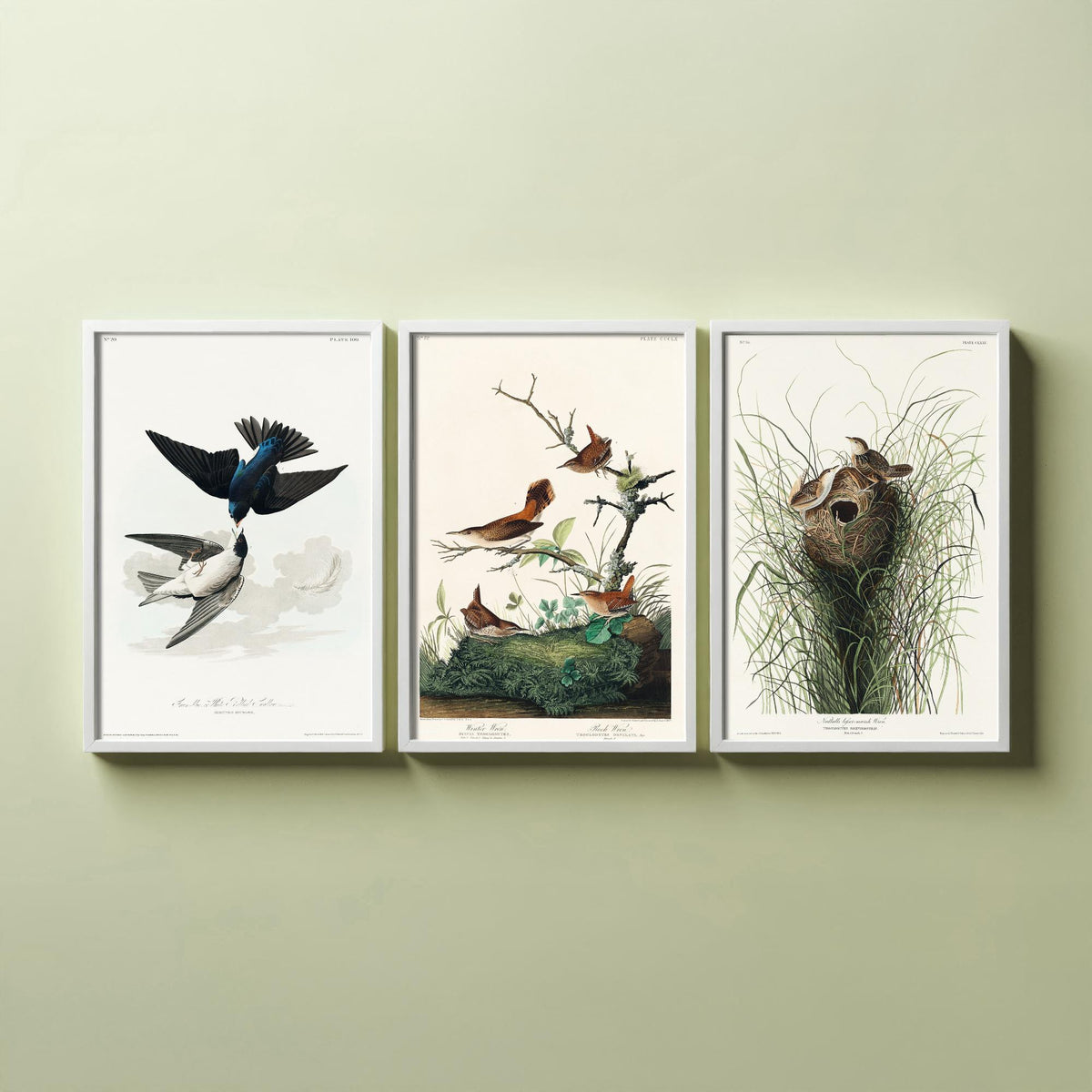 Set of Three John James Audubon Prints - White-bellied Swallow Winter Wren and Marsh Wren - 3 Bird Paintings Poster Wall Art Gift