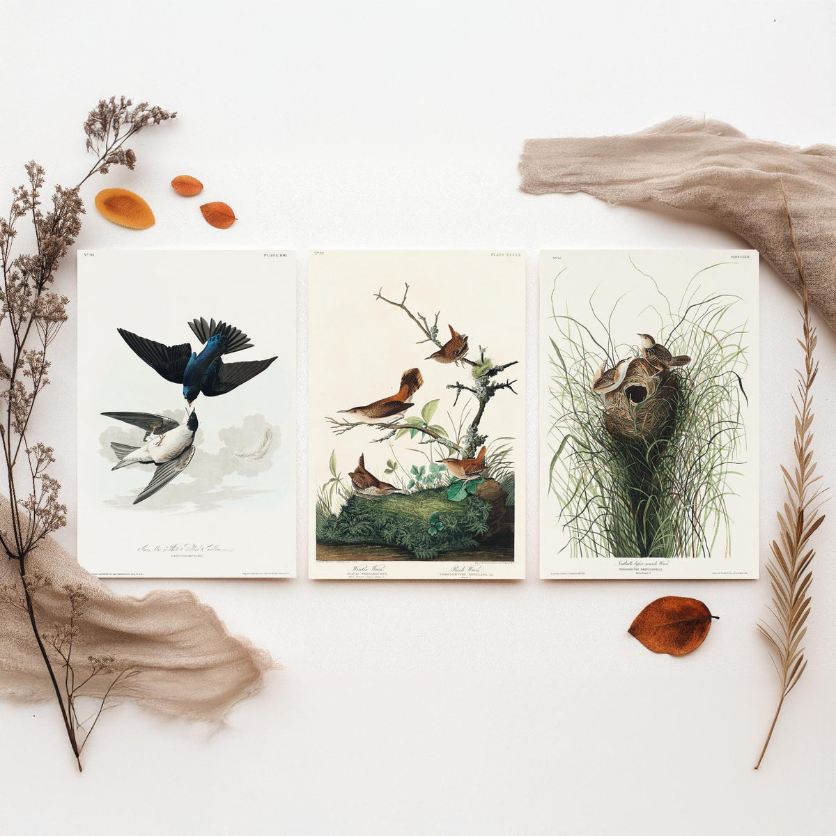 Set of Three John James Audubon Prints - White-bellied Swallow Winter Wren and Marsh Wren - 3 Bird Paintings Poster Wall Art Gift