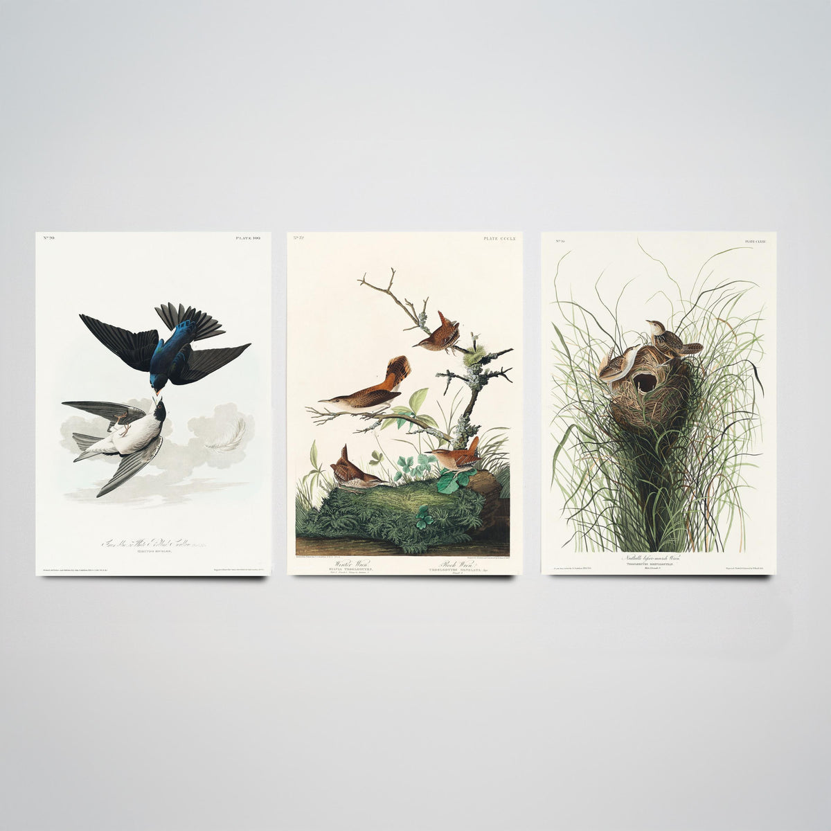 Set of Three John James Audubon Prints - White-bellied Swallow Winter Wren and Marsh Wren - 3 Bird Paintings Poster Wall Art Gift