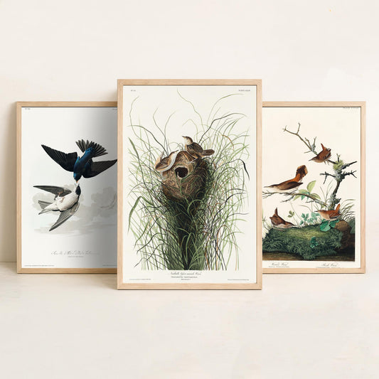 Set of Three John James Audubon Prints - White-bellied Swallow Winter Wren and Marsh Wren - 3 Bird Paintings Poster Wall Art Gift