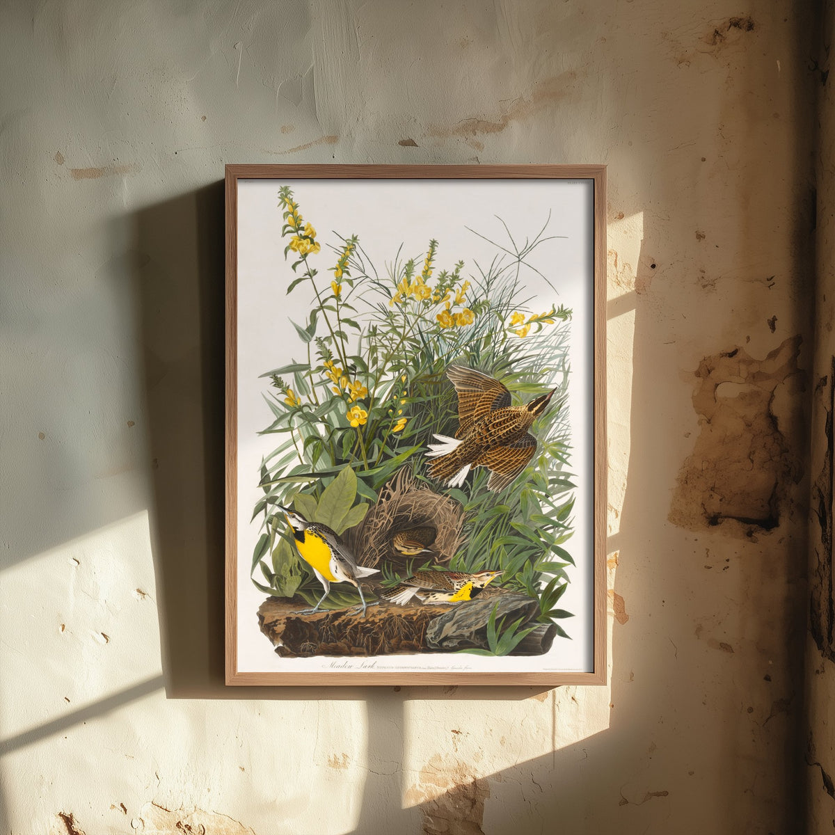 Eastern Meadowlark Art Print - John James Audubon Birds of America - Vintage Ornithology Illustration Poster
