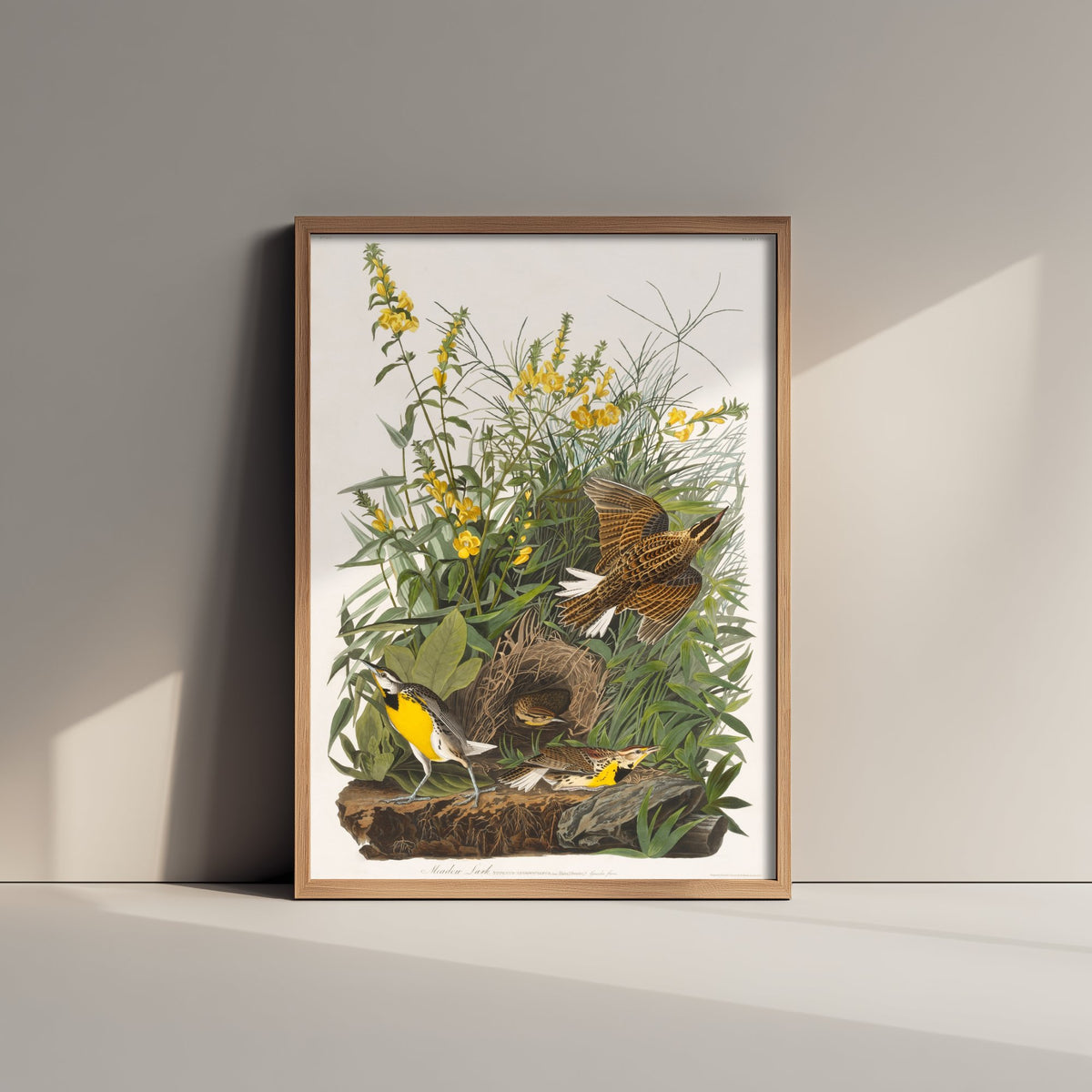 Eastern Meadowlark Art Print - John James Audubon Birds of America - Vintage Ornithology Illustration Poster