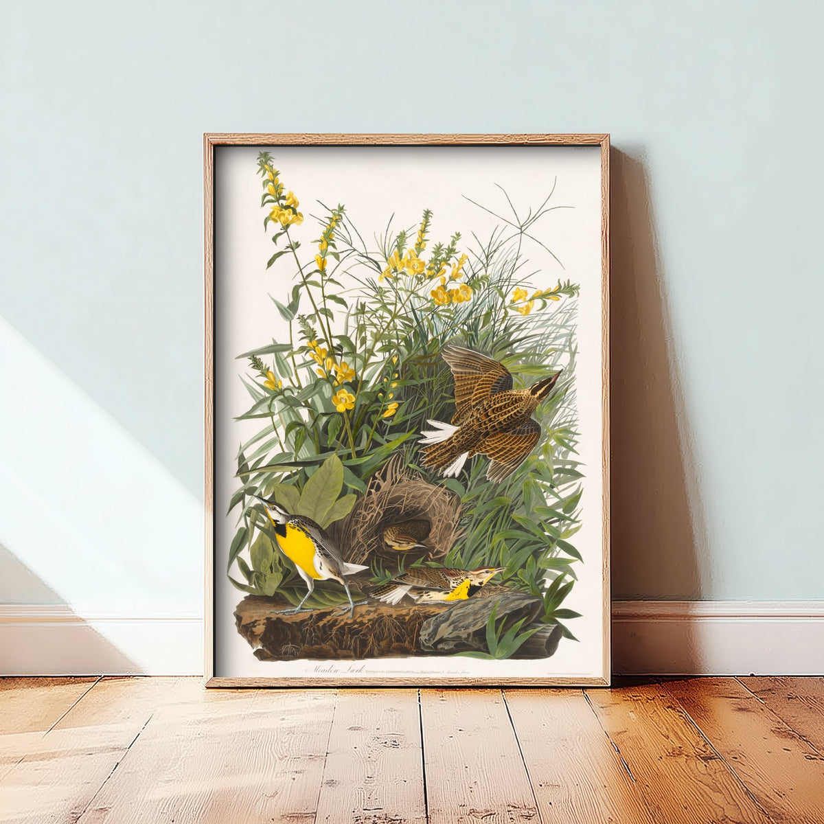 Eastern Meadowlark Art Print - John James Audubon Birds of America - Vintage Ornithology Illustration Poster