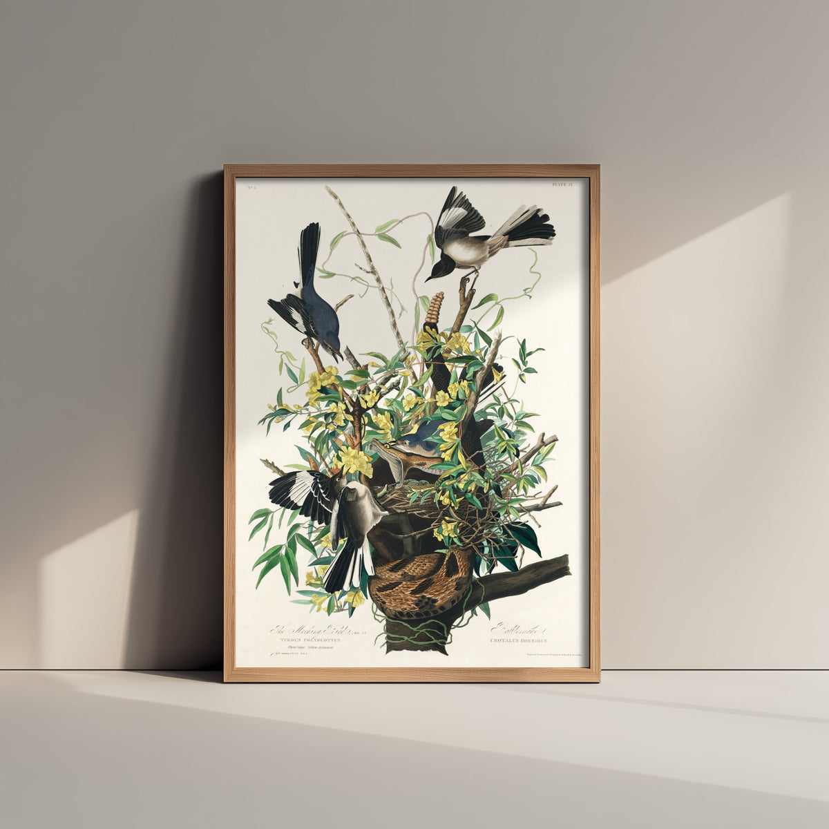 Northern Mockingbird Art Print - John James Audubon Birds of America - Vintage Bird Illustration Poster