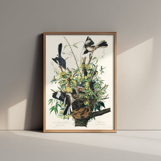 Northern Mockingbird Art Print - John James Audubon Birds of America - Vintage Bird Illustration Poster