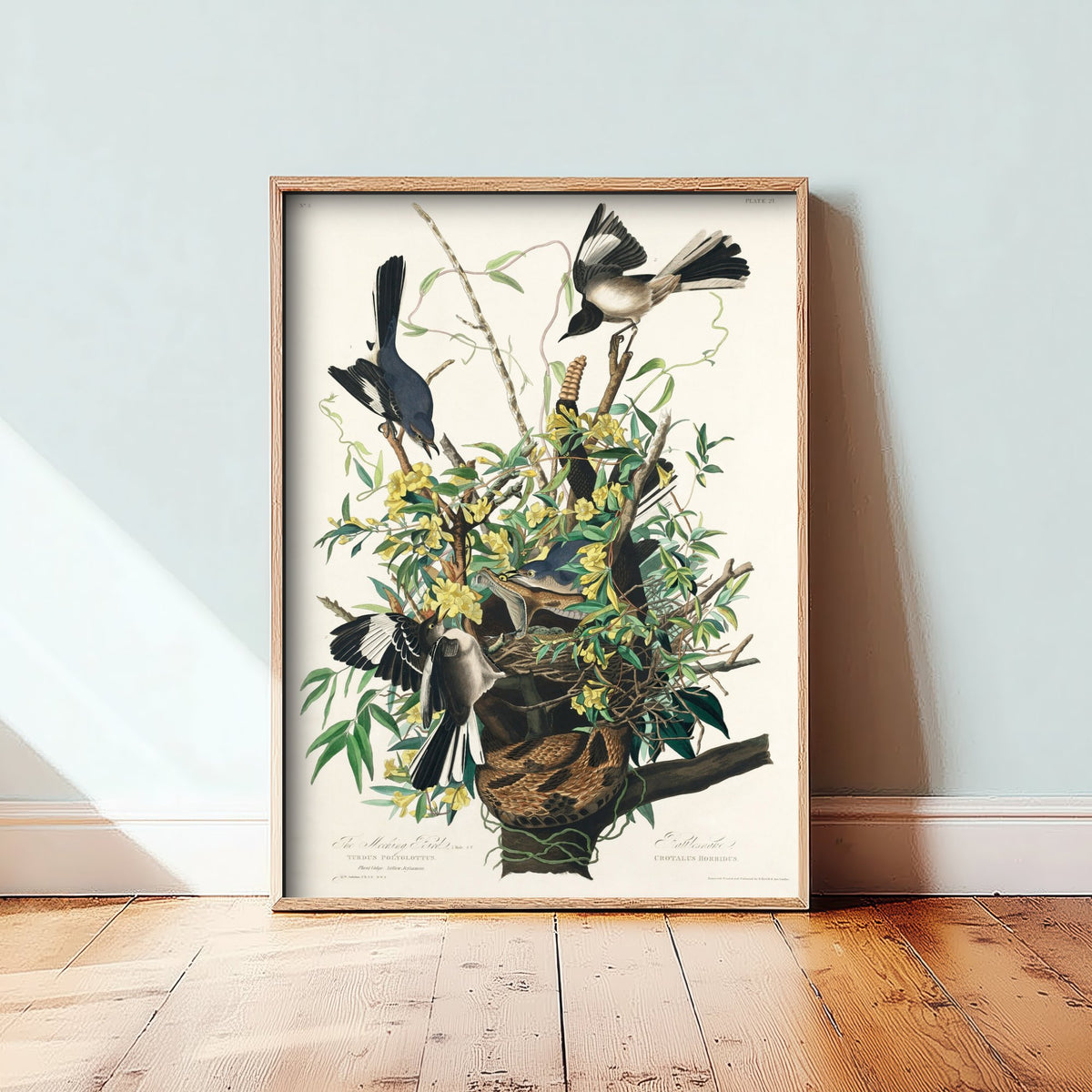 Northern Mockingbird Art Print - John James Audubon Birds of America - Vintage Bird Illustration Poster
