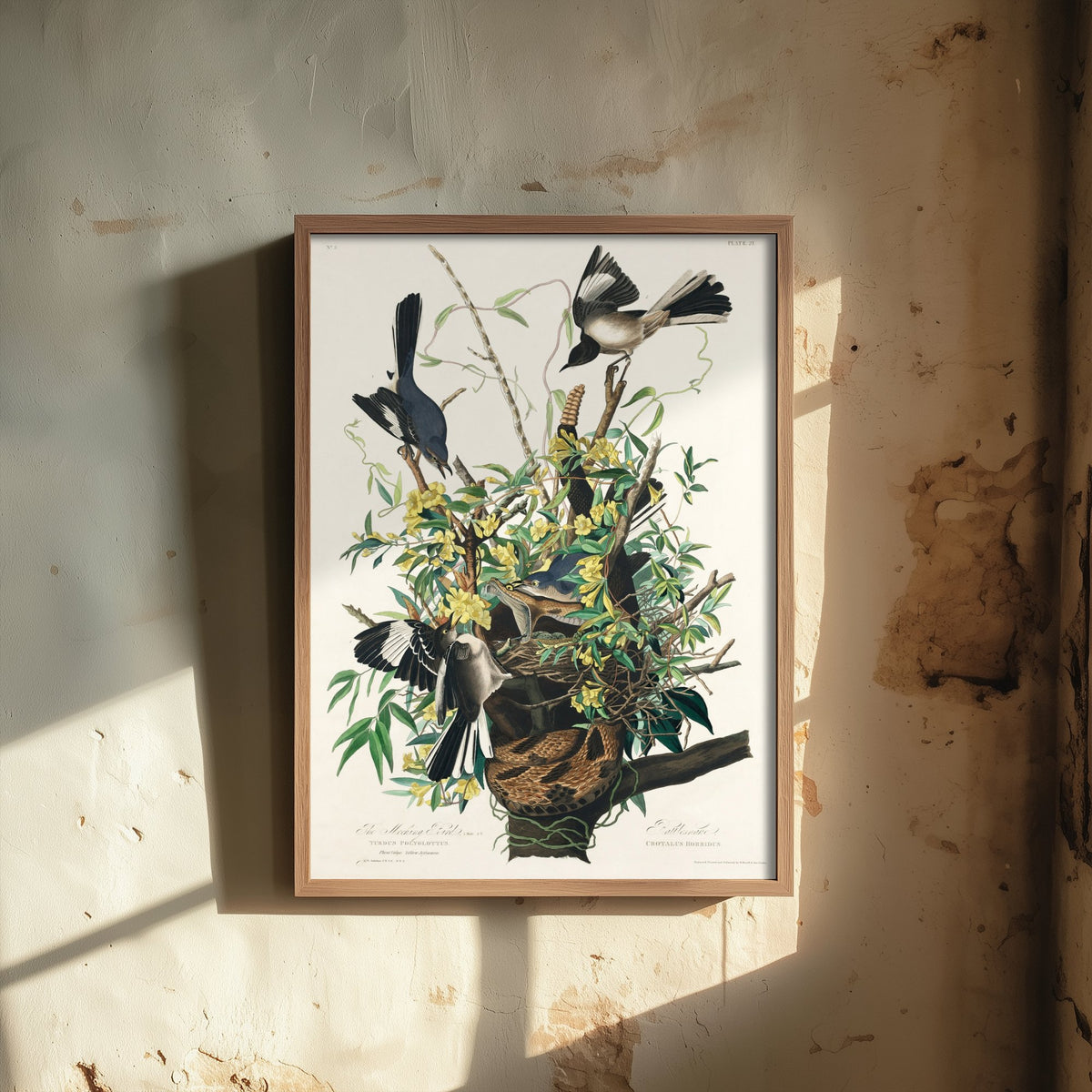 Northern Mockingbird Art Print - John James Audubon Birds of America - Vintage Bird Illustration Poster