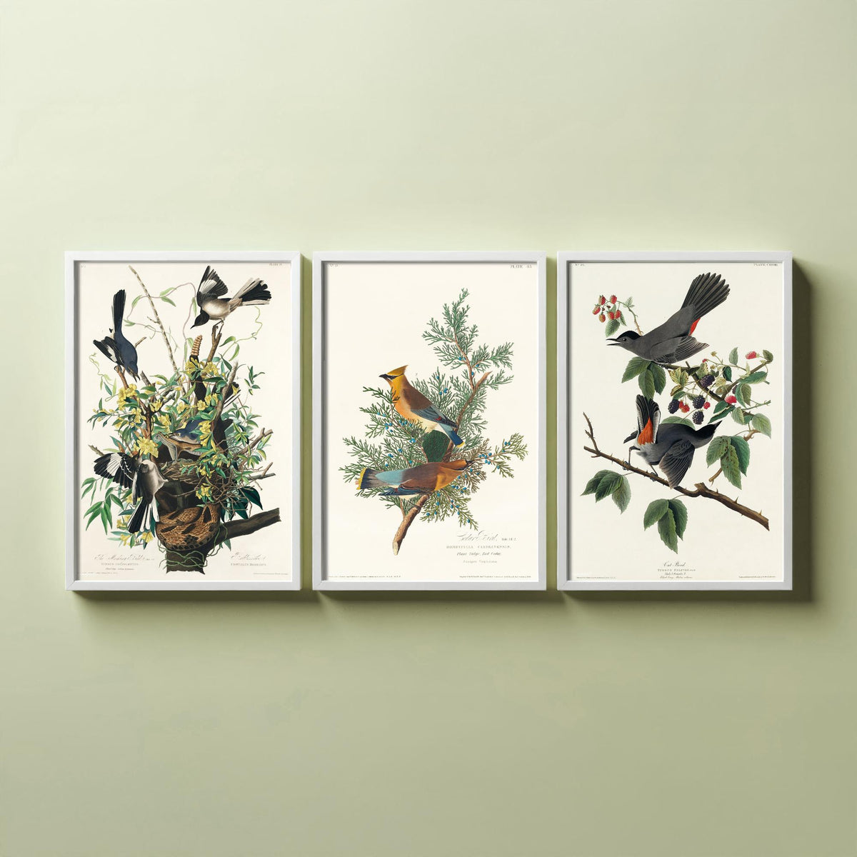 Set of Three John James Audubon Prints - Mockingbird Cedar Waxwing and Catbird - 3 Bird Paintings Poster Wall Art Gift Vintage