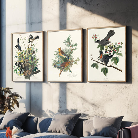 Set of Three John James Audubon Prints - Mockingbird Cedar Waxwing and Catbird - 3 Bird Paintings Poster Wall Art Gift Vintage