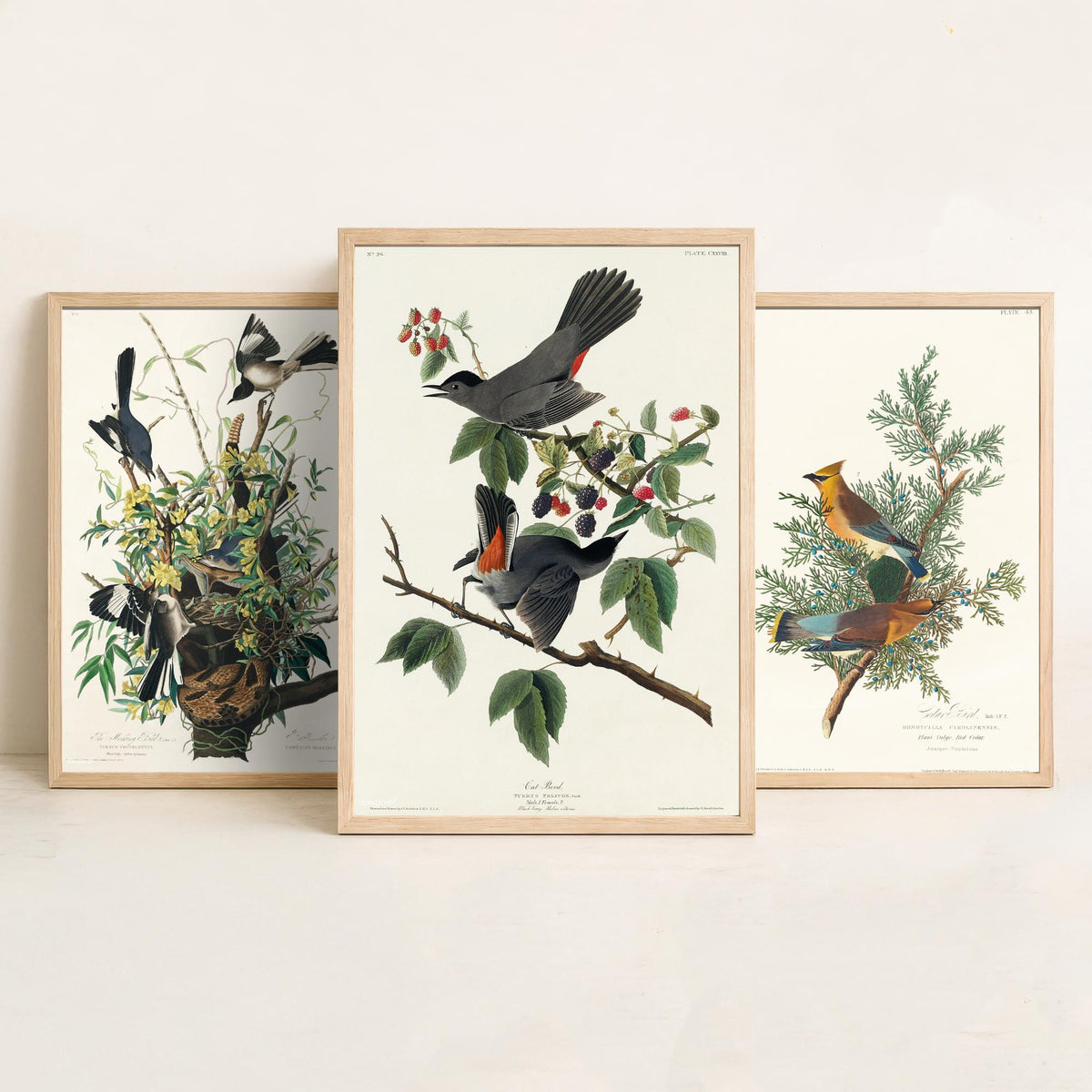 Set of Three John James Audubon Prints - Mockingbird Cedar Waxwing and Catbird - 3 Bird Paintings Poster Wall Art Gift Vintage