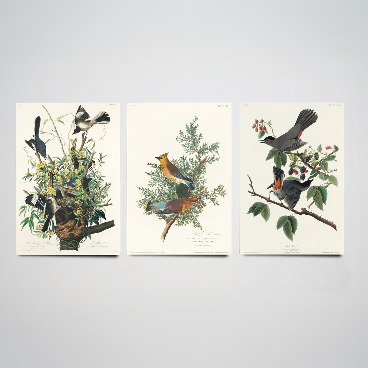 Set of Three John James Audubon Prints - Mockingbird Cedar Waxwing and Catbird - 3 Bird Paintings Poster Wall Art Gift Vintage