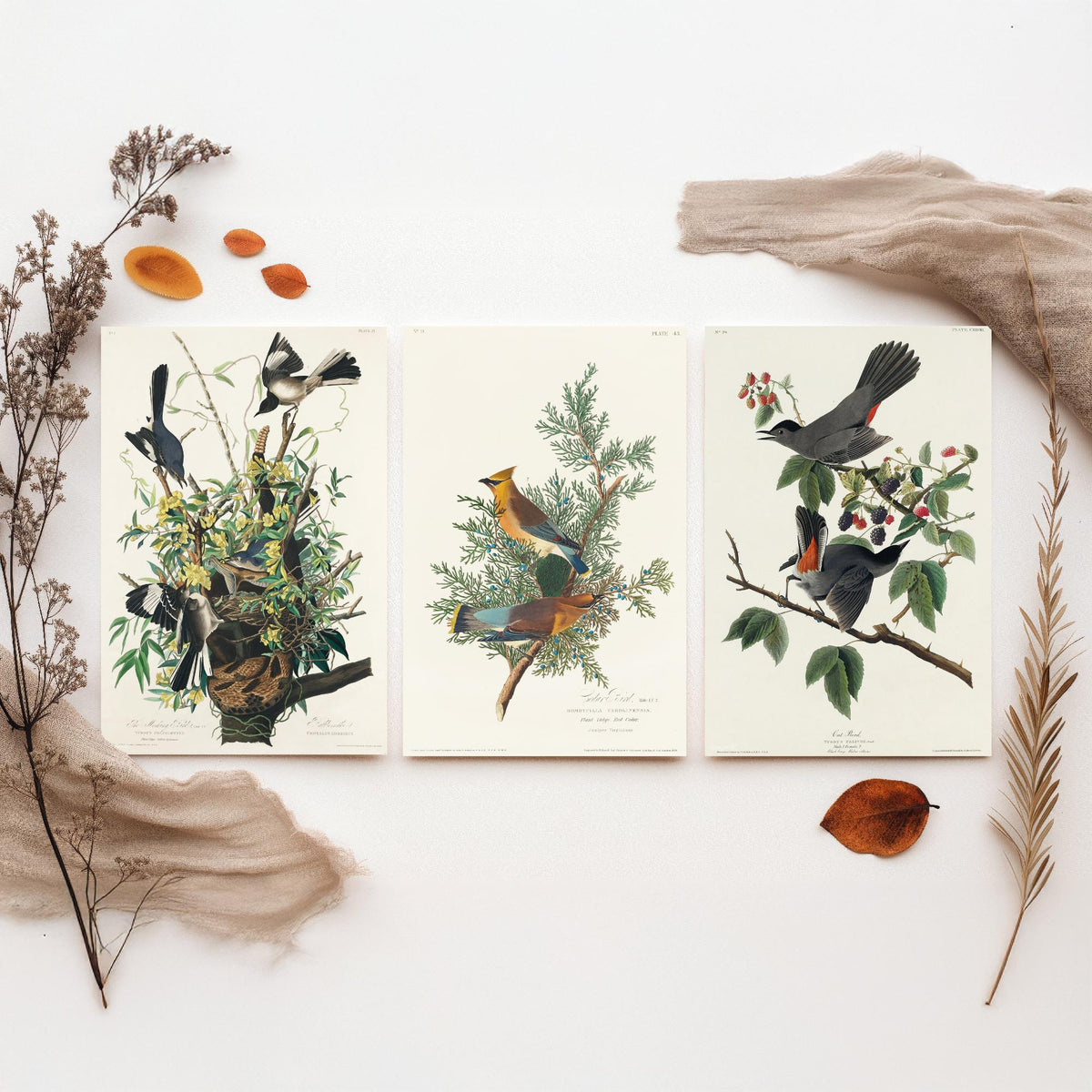 Set of Three John James Audubon Prints - Mockingbird Cedar Waxwing and Catbird - 3 Bird Paintings Poster Wall Art Gift Vintage