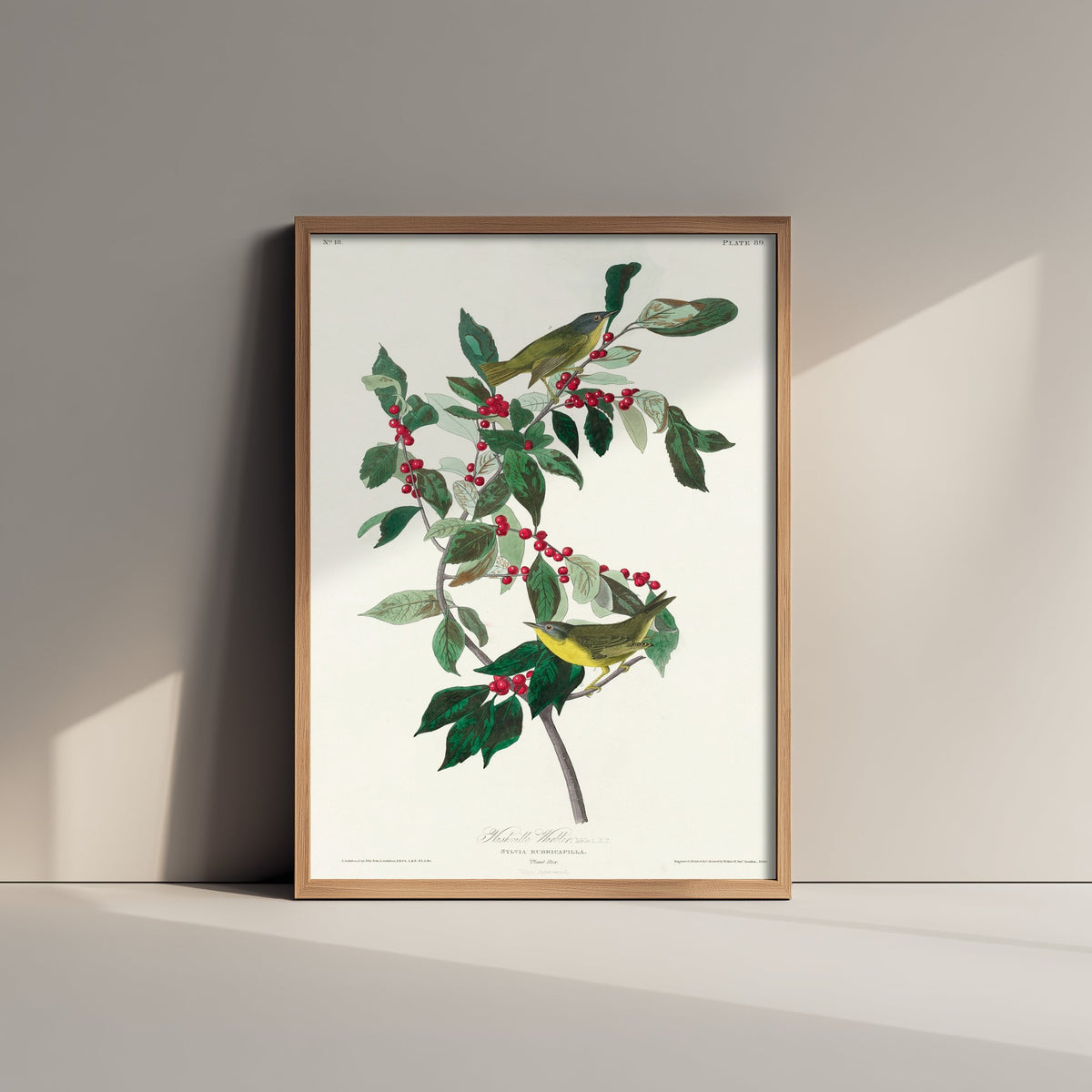 Nashville Warbler Art Print - John James Audubon Birds of America - Vintage Ornithology Illustration Poster
