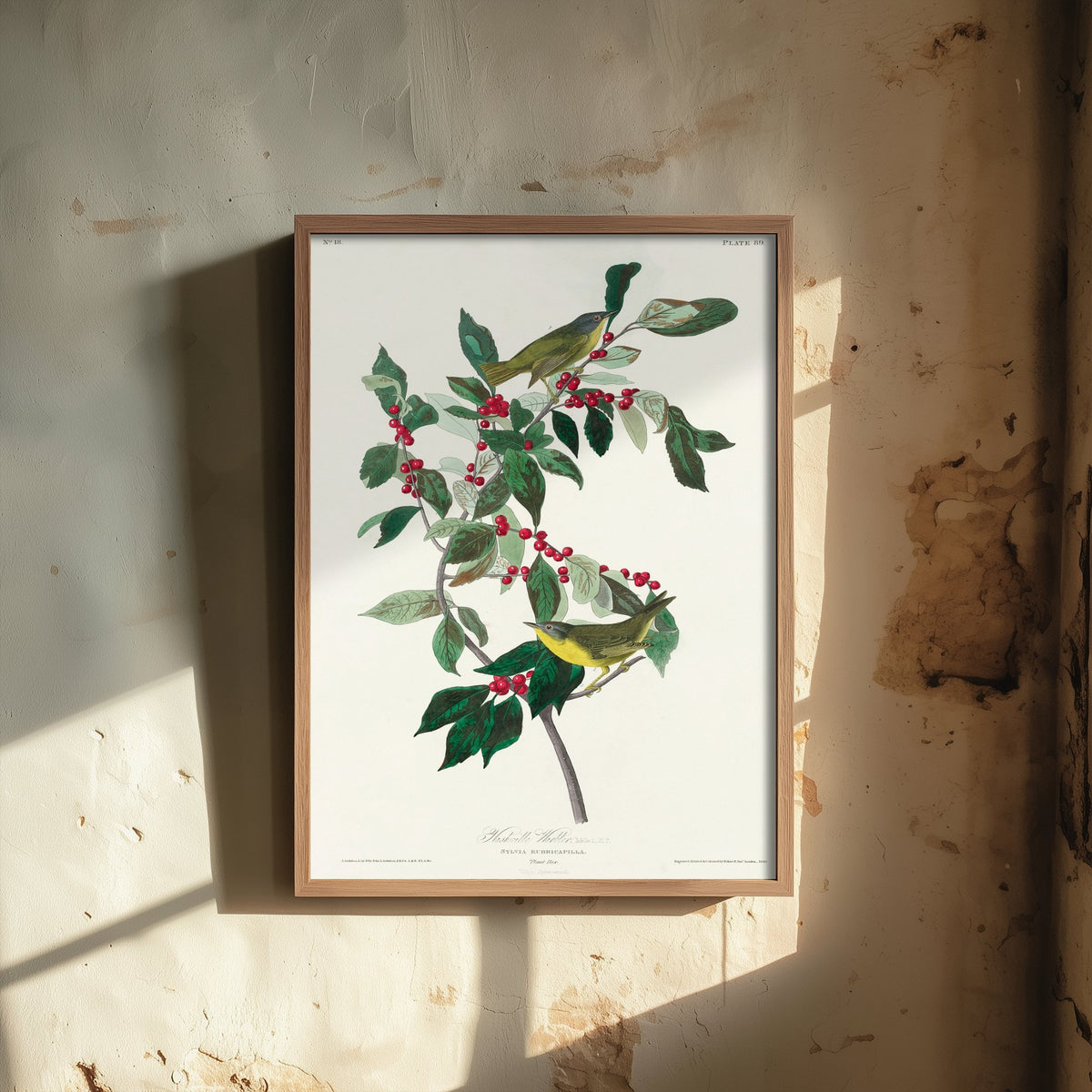 Nashville Warbler Art Print - John James Audubon Birds of America - Vintage Ornithology Illustration Poster