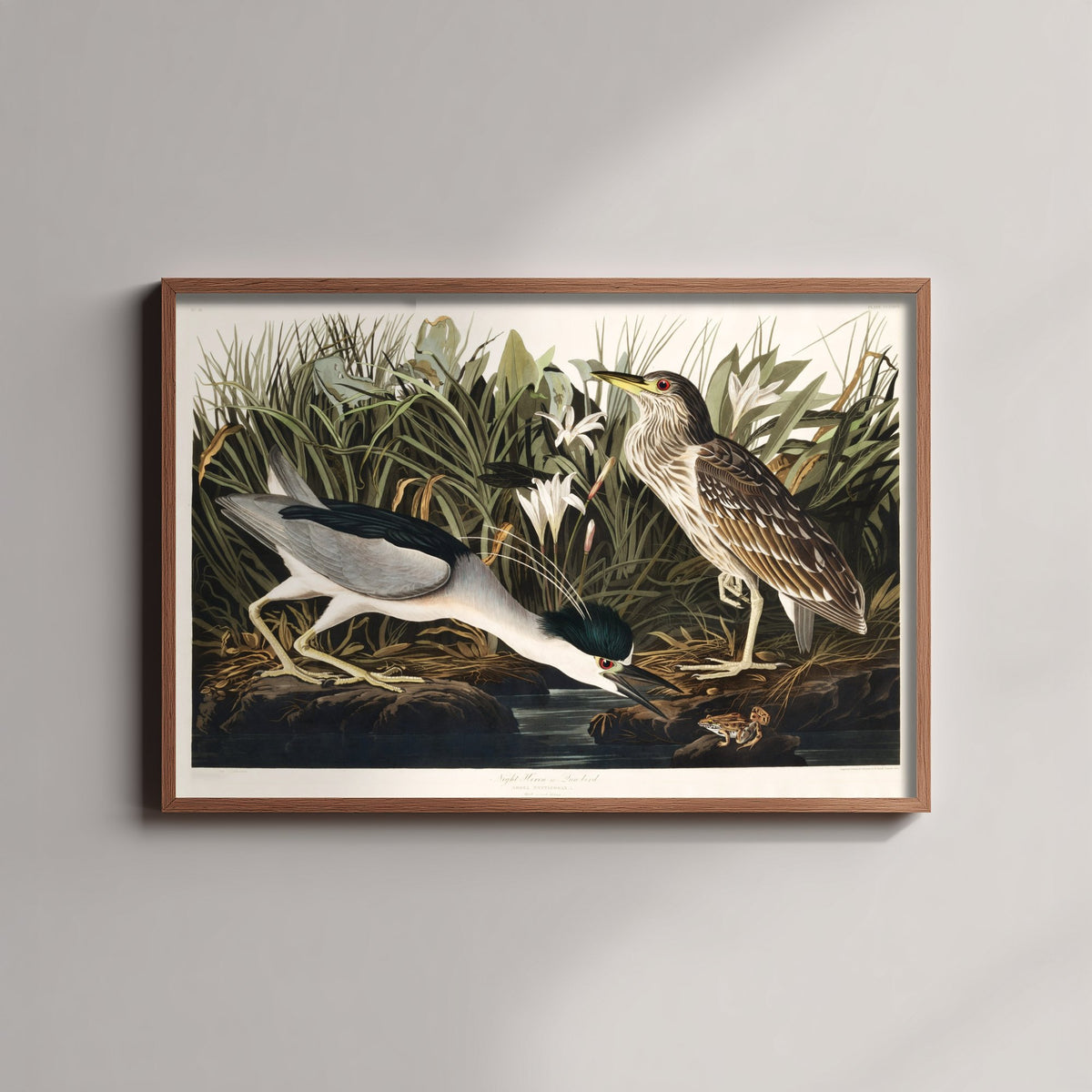 Black-crowned Night Heron Art Print - John James Audubon Birds of America - Vintage Illustration Poster