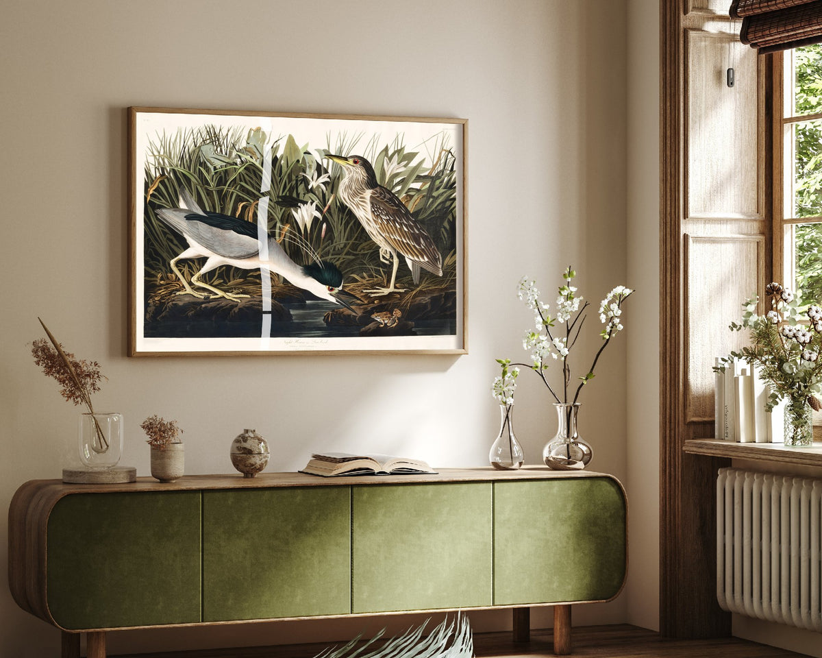 Black-crowned Night Heron Art Print - John James Audubon Birds of America - Vintage Illustration Poster