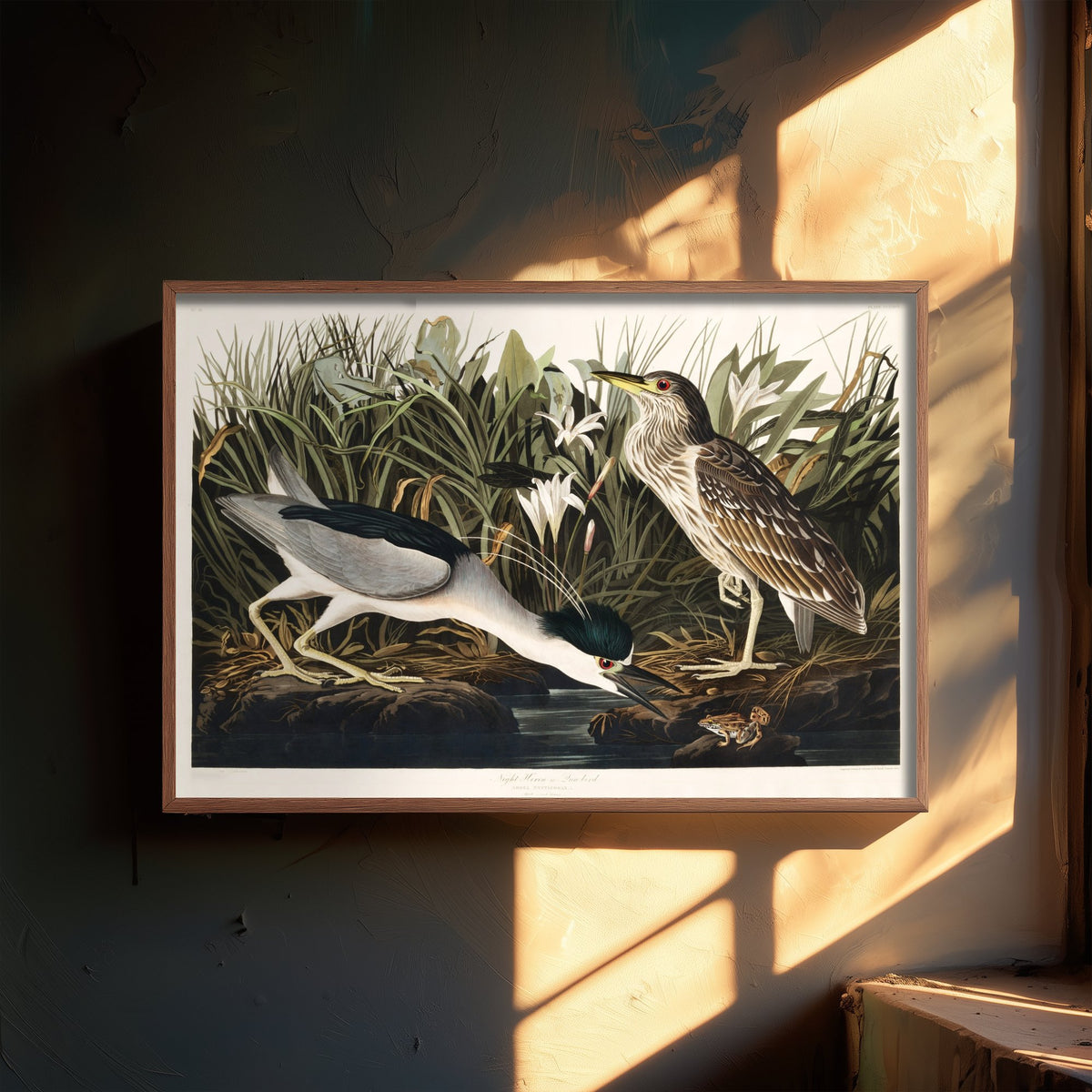 Black-crowned Night Heron Art Print - John James Audubon Birds of America - Vintage Illustration Poster