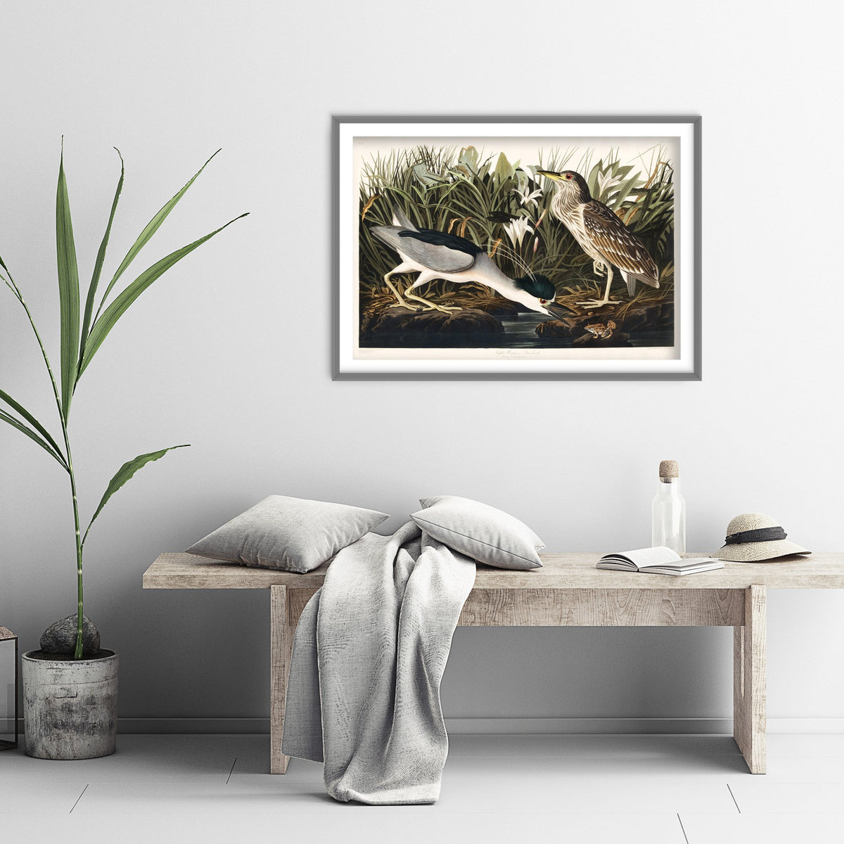 Black-crowned Night Heron Art Print - John James Audubon Birds of America - Vintage Illustration Poster