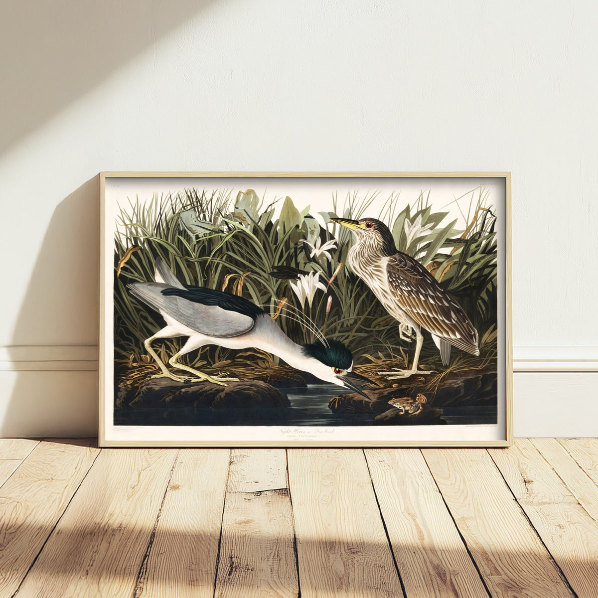 Black-crowned Night Heron Art Print - John James Audubon Birds of America - Vintage Illustration Poster