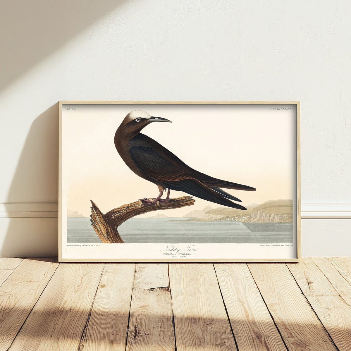 Brown Noddy Tern - John James Audubon Birds of America - Vintage Sea Bird Art Print Poster Illustration